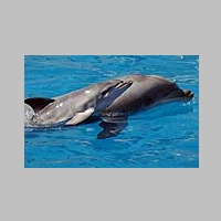 dolphin A large.jpg